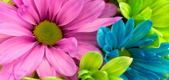 image of bright colourful flowers
