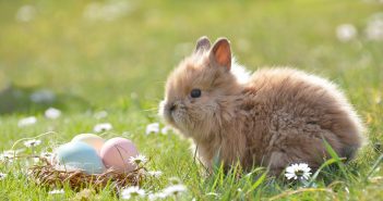 image of bunny in a field with some easter eggs