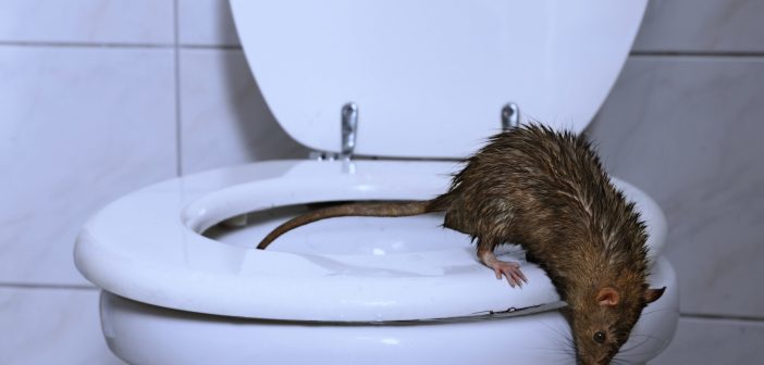 Rat on toilet seat