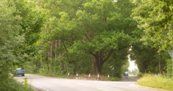 tree falls and kills woman
