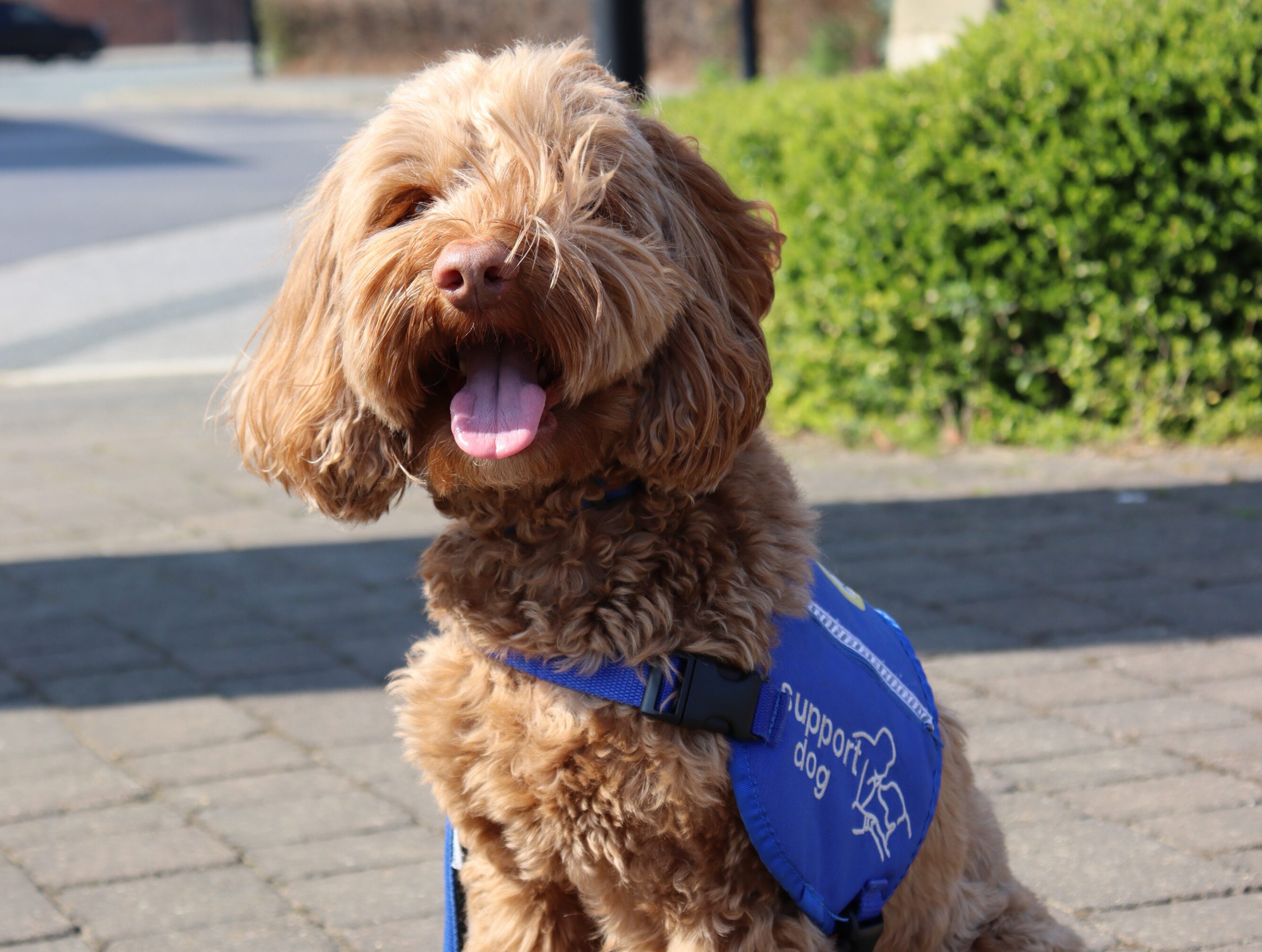 Alfred - Support Dog